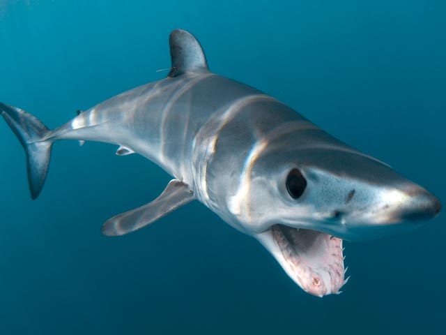 1402551_20110823081710 (1).gif